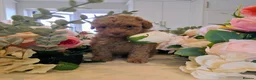 Toy Poodle dogs for sale: Beautiful Toy Poodle Puppies - Advert 4