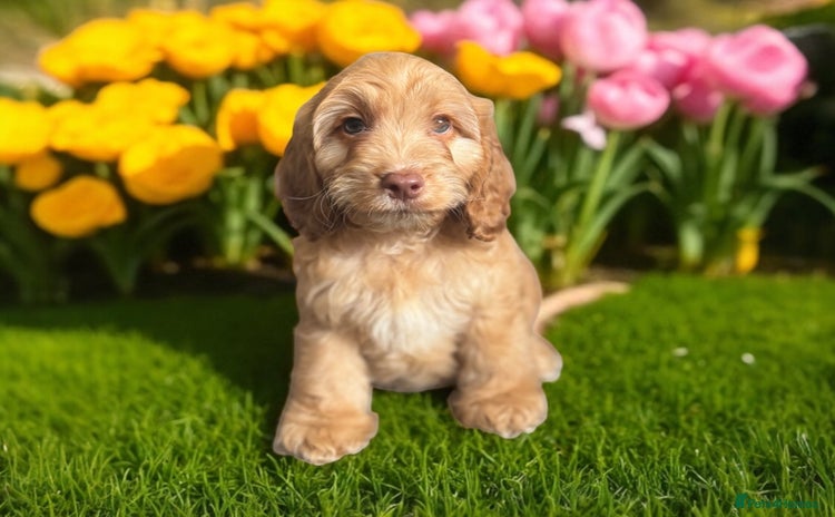 Cockapoo dogs - Advert 4