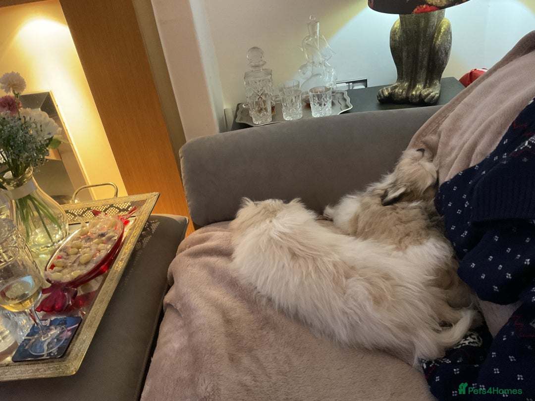 Mixed Breed dogs for sale: Malti-Pom Puppies - £1200 - 3 Left - Advert 26