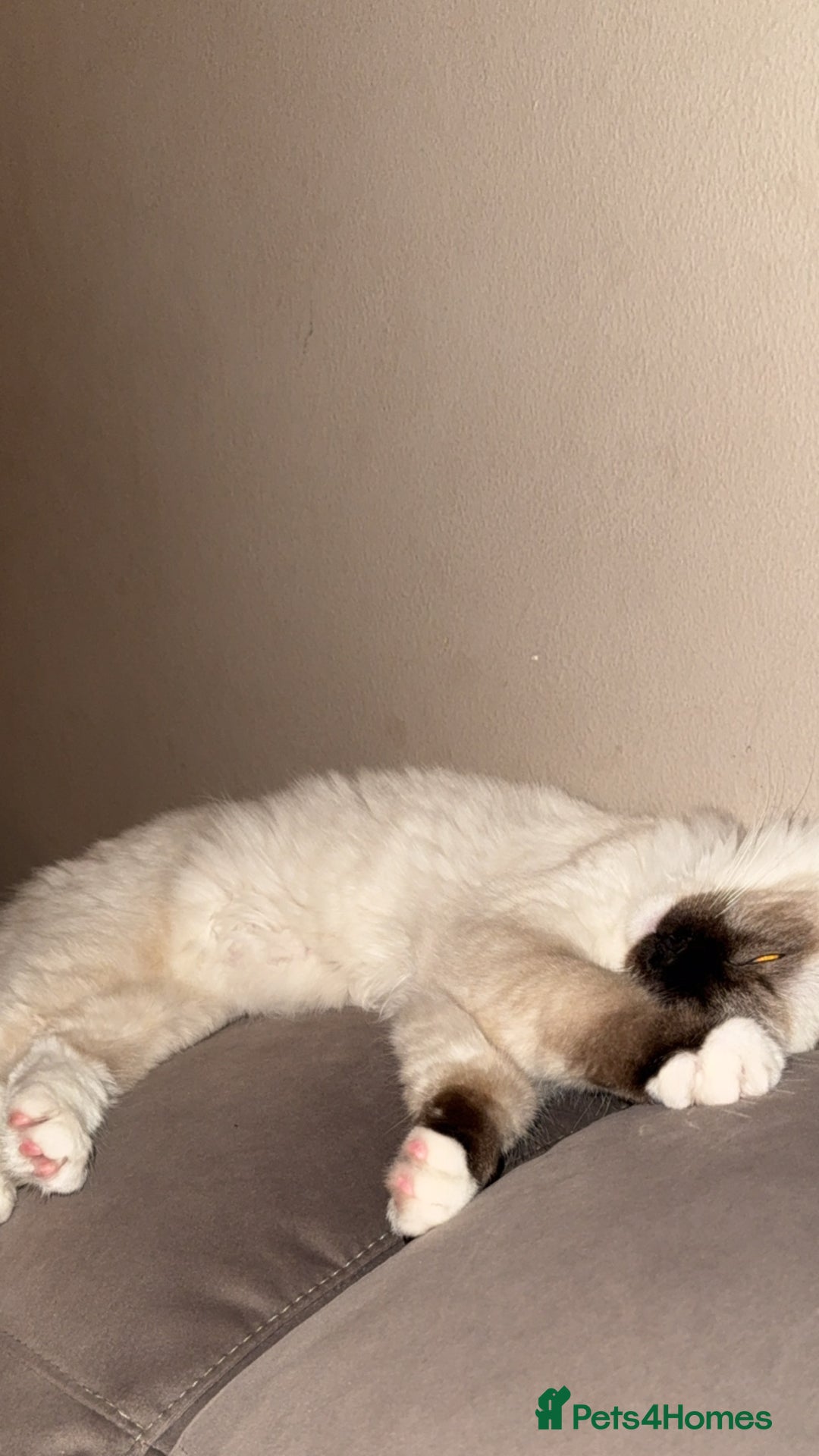 Ragdoll cats for sale: The perfect family pet needs rehoming 😭 - Advert 5