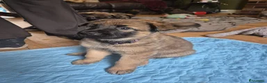 Mixed Breed 5