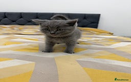British Shorthair cats for sale: British short hair  - Image 14