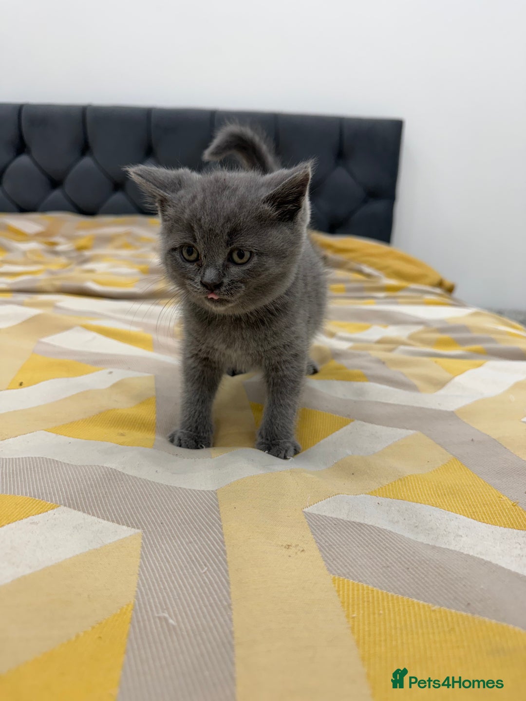British Shorthair cats for sale: British short hair  - Image 14
