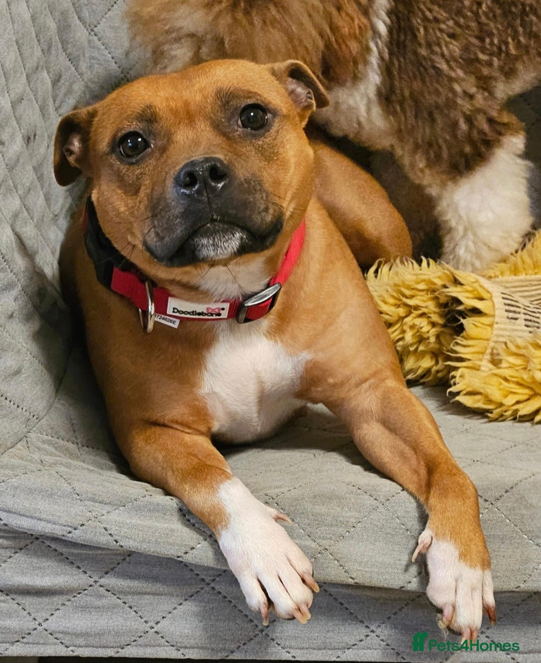 Staffordshire Bull Terrier dogs for sale: !READY NOW! KC Reg Quality Red Staffy Puppies  - Image 36