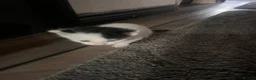 Mixed Breed cats for sale: Beautiful kittens ready to leave soon  - Advert 9