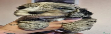 Cockapoo 6