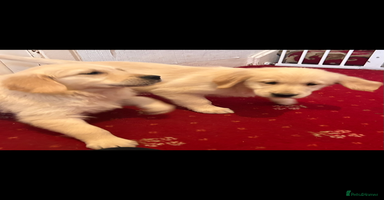 Golden Retriever dogs - Advert 15