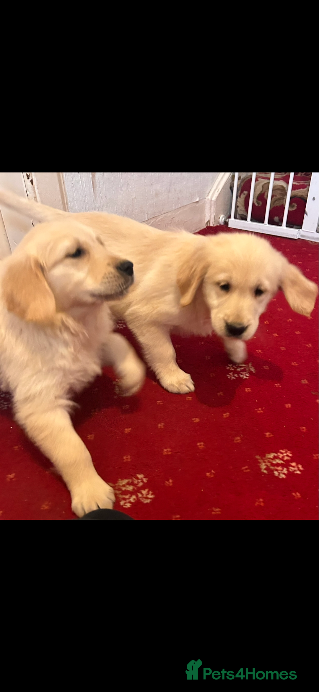 Golden Retriever dogs for sale: Golden Retriever puppies  - Image 3