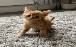 Mixed Breed cats for sale: 5 Kittens for sale  - Image 28