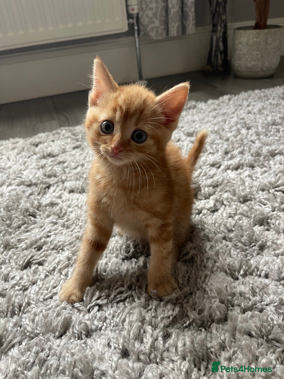 Mixed Breed cats for sale: 5 Kittens for sale  - Image 28