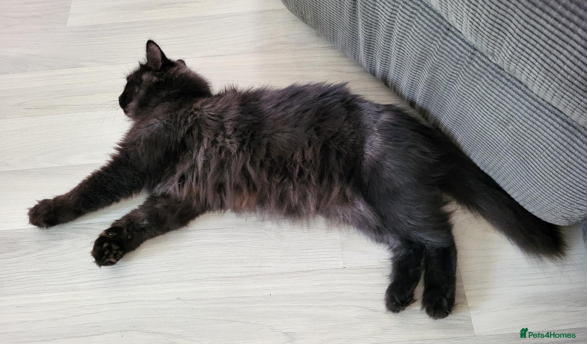 Mixed Breed cats Gorgeous fluffy black Queen! - Advert 1