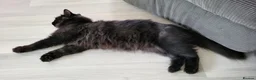 Mixed Breed cats for sale: Gorgeous fluffy black Queen! - Advert 1
