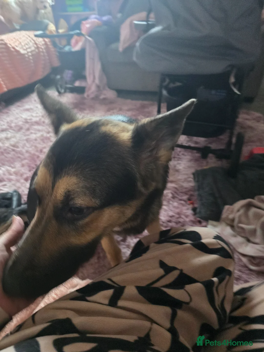 German Shepherd dogs for sale: German shepherd to rehome - Advert 3