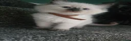Ragdoll cats for sale: Ragamese ragdoll Siamese kittens  - Advert 12