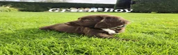 Sprocker dogs for sale: Sprocker Spaniel puppies  - Advert 8
