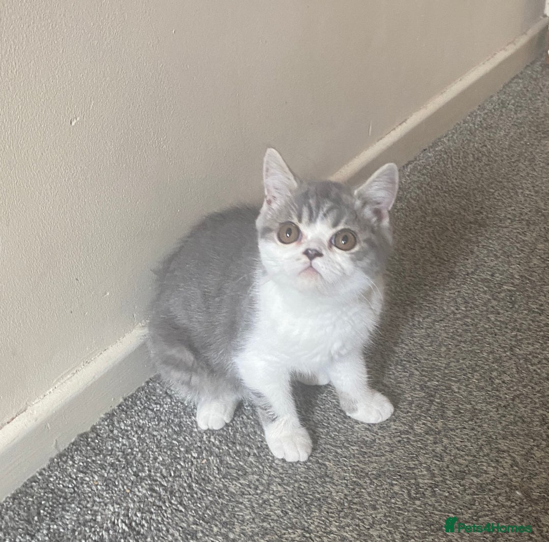 Exotic cats for sale: White & Grey Male Kitten Exotic Shorthair - Image 3