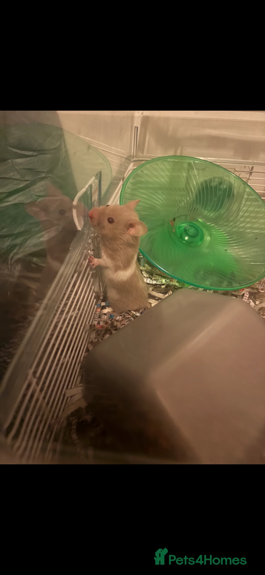 Hamster rodents for sale: Hamster  - Advert 2