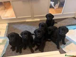 Labrador Retriever dogs Pedigree KC Registered Black Labradors Pups in Ballymena - Advert 13