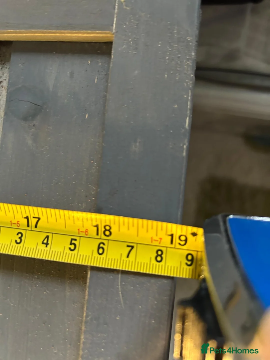 Tortoise reptiles for sale: Pair of tortoises  - Advert 8