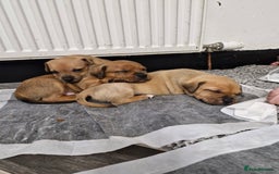 Mixed Breed dogs for sale: Staffie bullweiler puppies  - Image 13