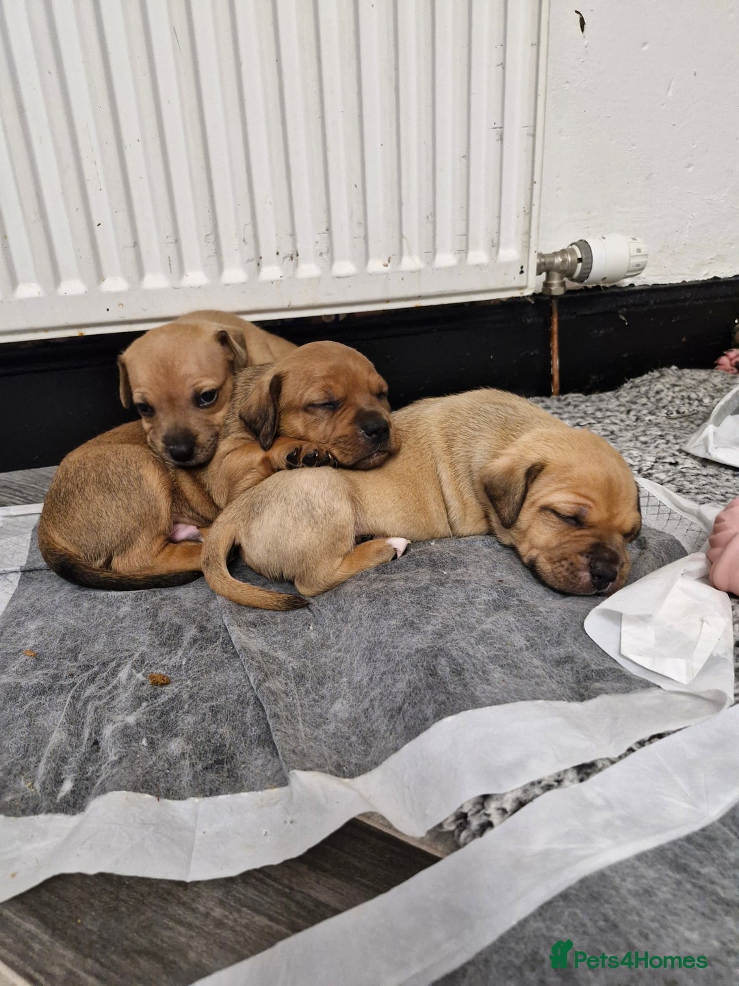Mixed Breed dogs for sale: Staffie bullweiler puppies  - Image 13