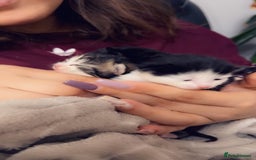 Mixed Breed cats for sale: Maximum  - Image 16