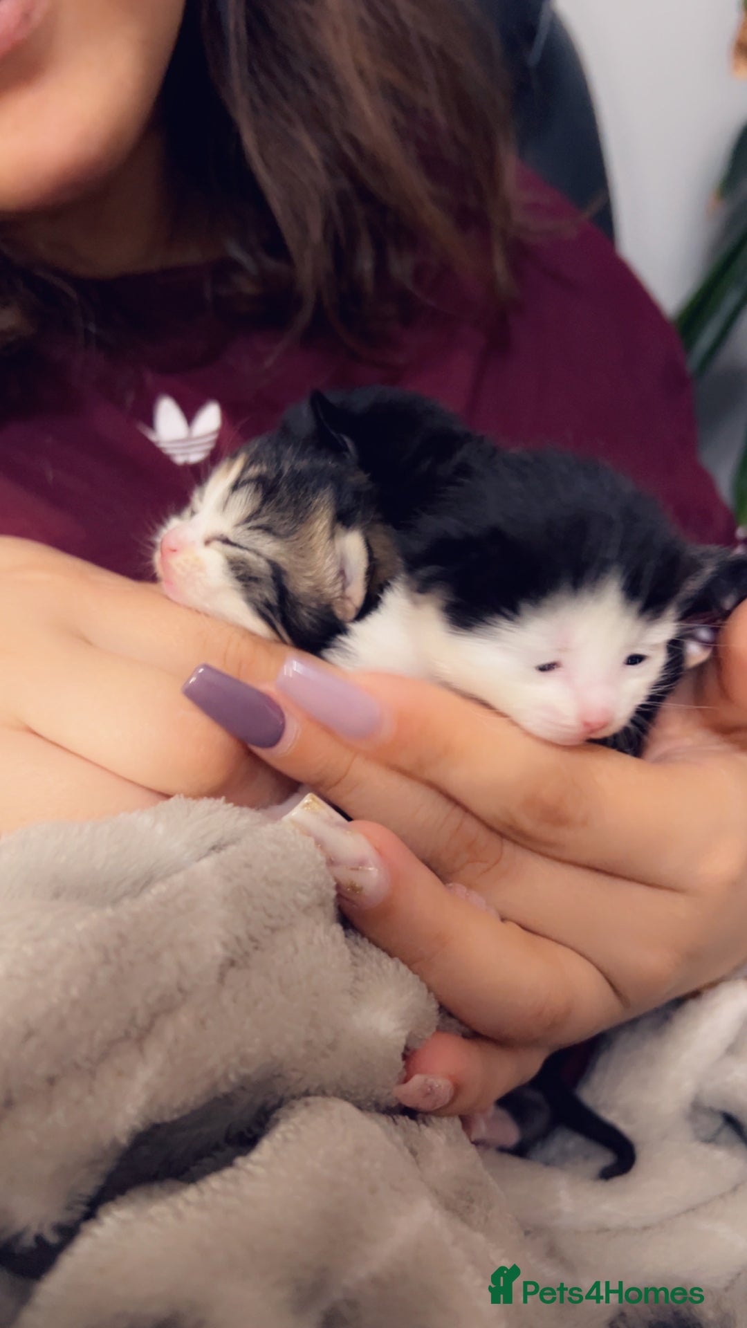 Mixed Breed cats for sale: Maximum  - Image 16