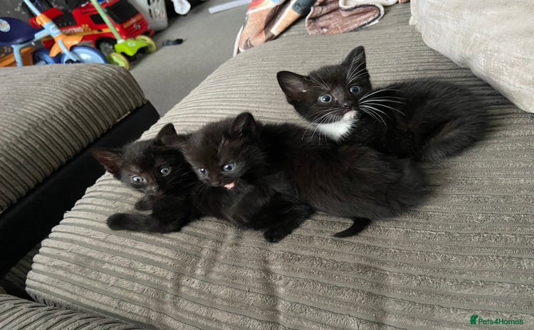 Mixed Breed cats - Advert 12