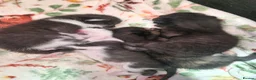 Mixed Breed cats for sale: Three kittens for sale - Advert 4