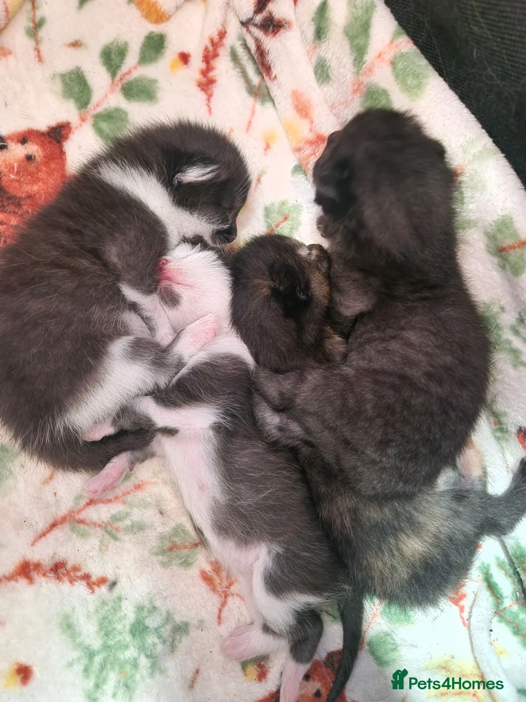 Mixed Breed cats for sale: Three kittens for sale - Advert 4