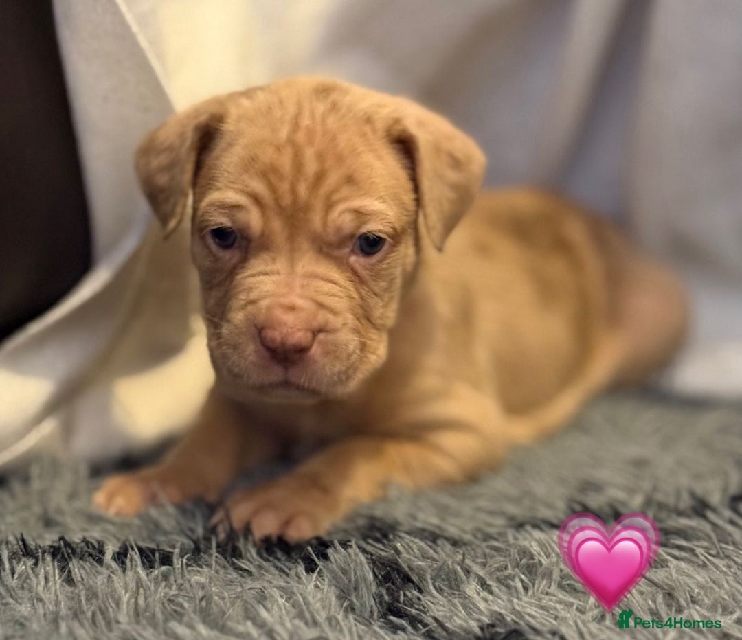 Cane Corso dogs for sale: Cane Corso puppies - Image 13