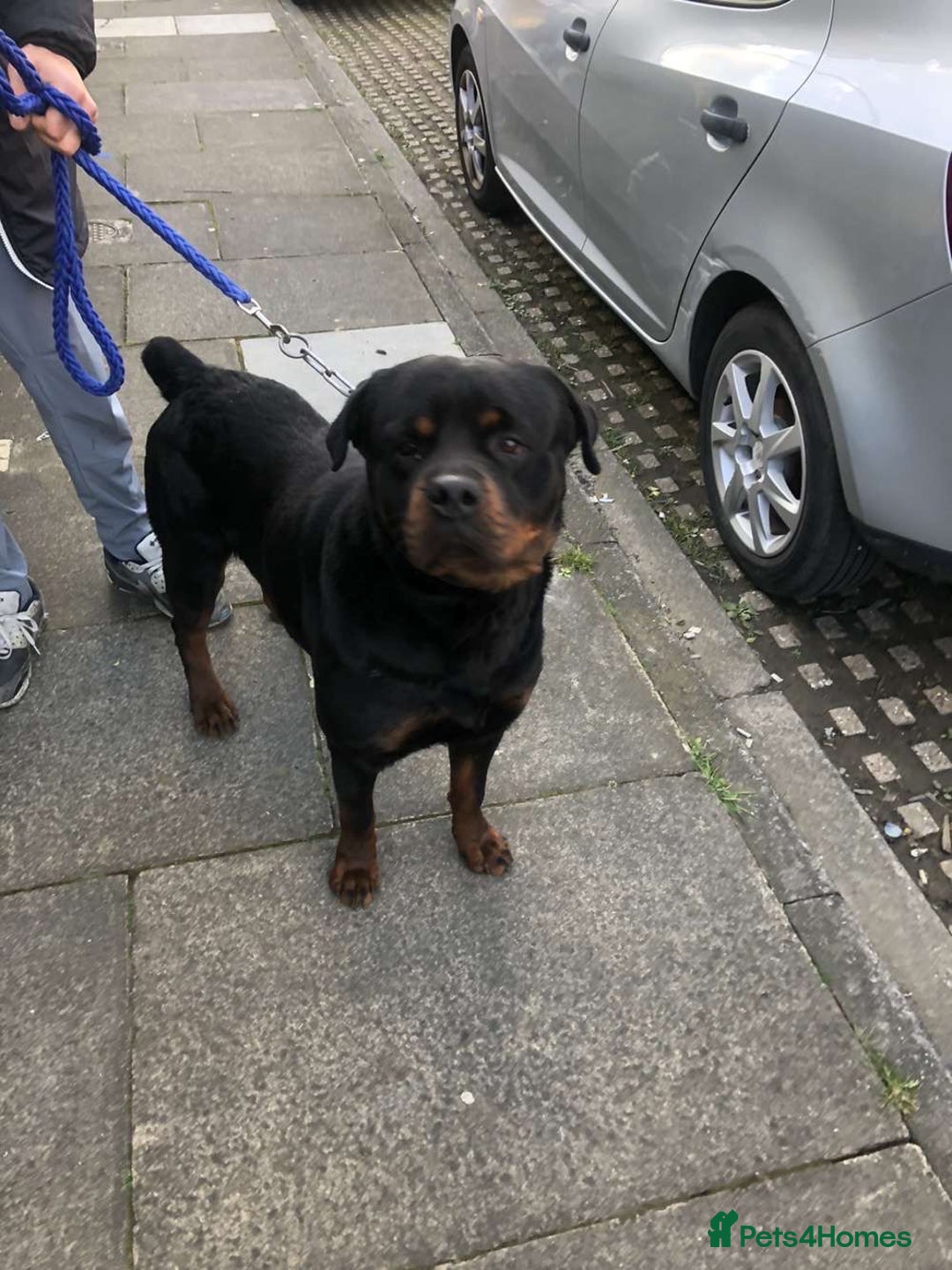 Rottweiler dogs for sale: 5 chunky pure pedigree Rottweiler pups - Image 28