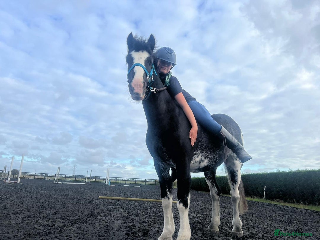 Irish Cob horses for sale: Fantastic first pony - Image 3