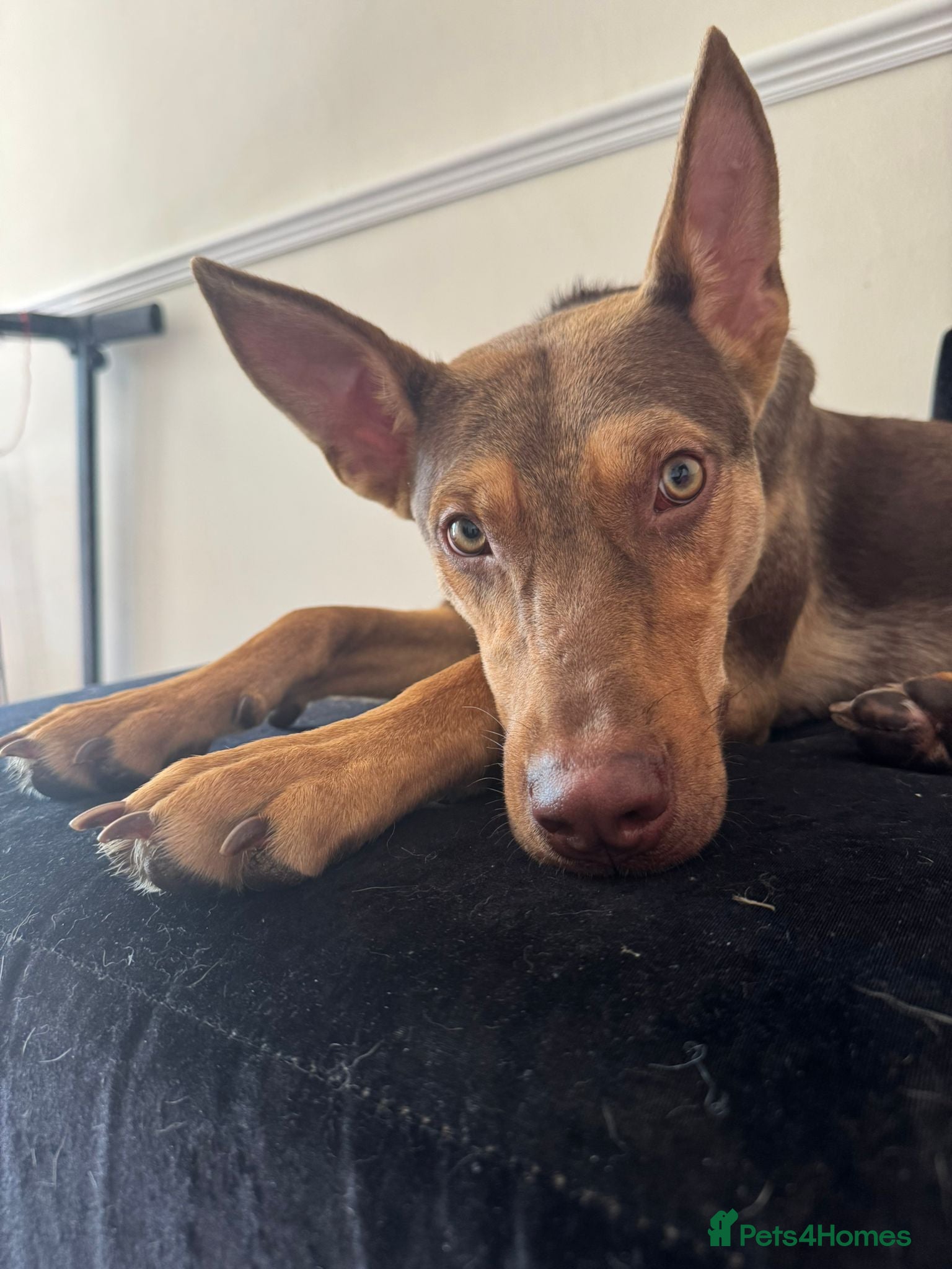 Mixed Breed dogs Could You Be the One Valentina Needs? - Advert 1