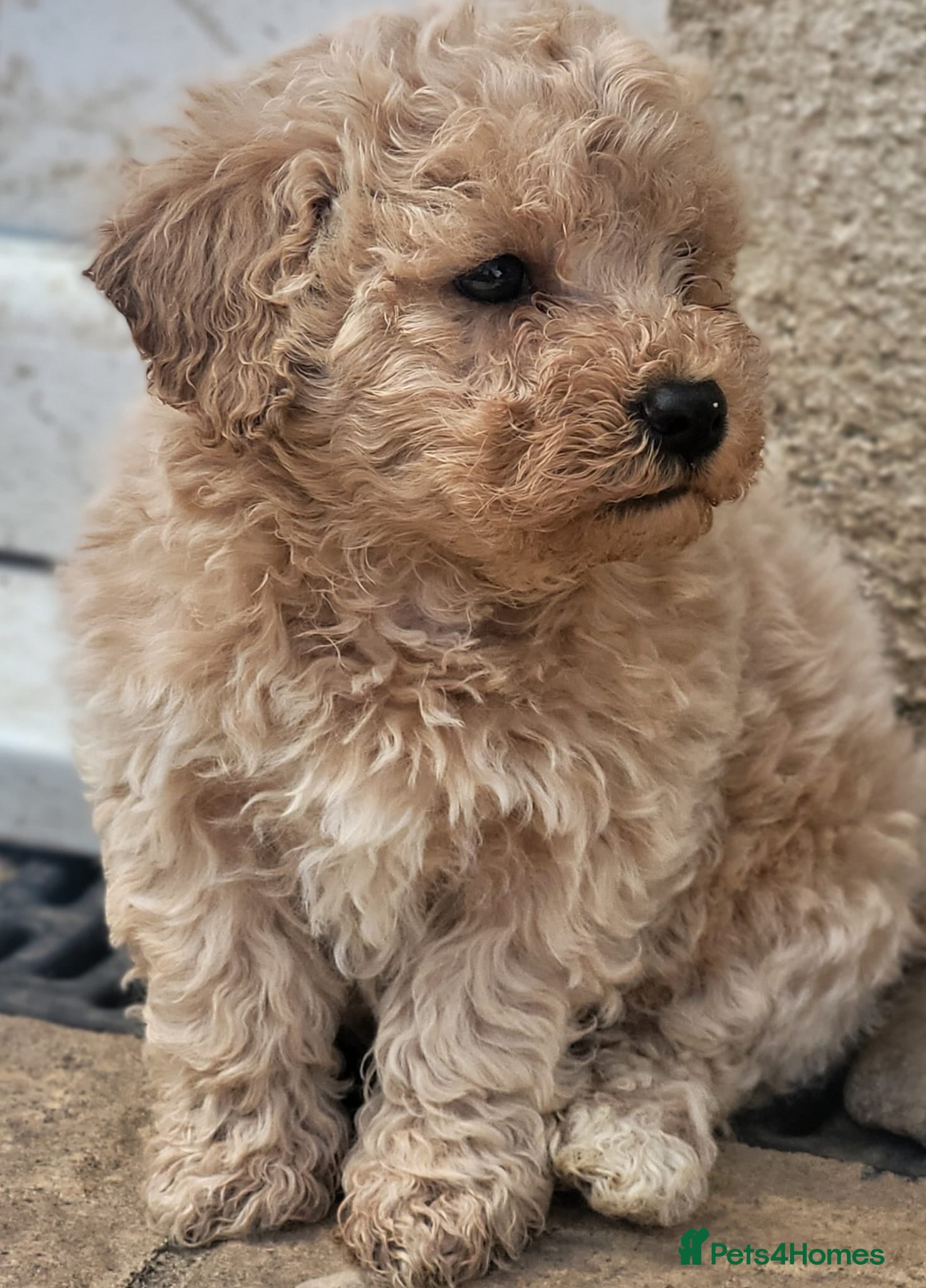 Poochon dogs F2 poochon boys  - Advert 2