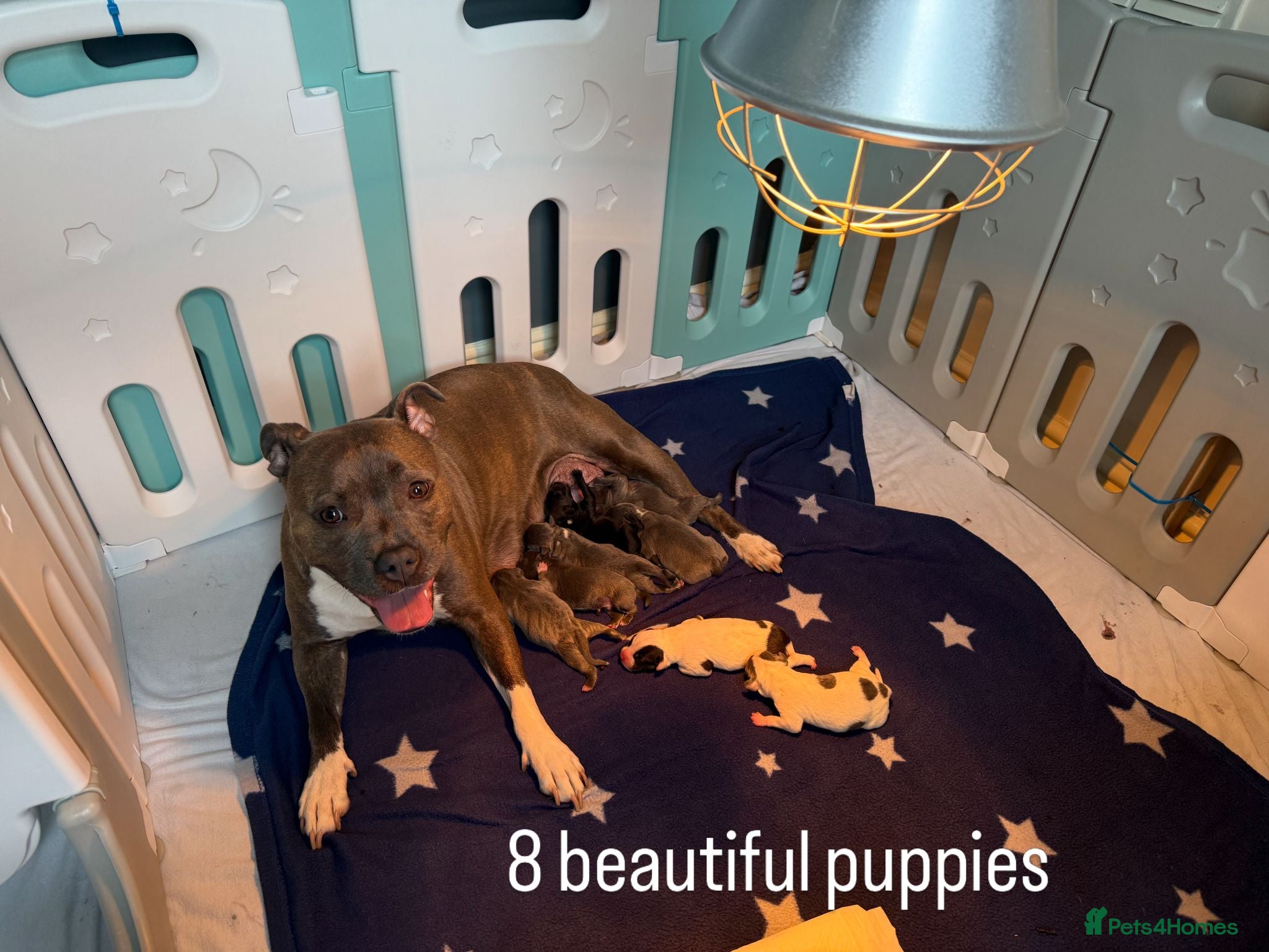 Staffordshire Bull Terrier dogs 8 GORGEOUS  STAFFORDSHIRE BULL TERRIER PUPPIES - Advert 1