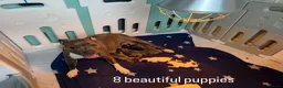 Staffordshire Bull Terrier dogs for sale: 8 GORGEOUS  STAFFORDSHIRE BULL TERRIER PUPPIES - Advert 3