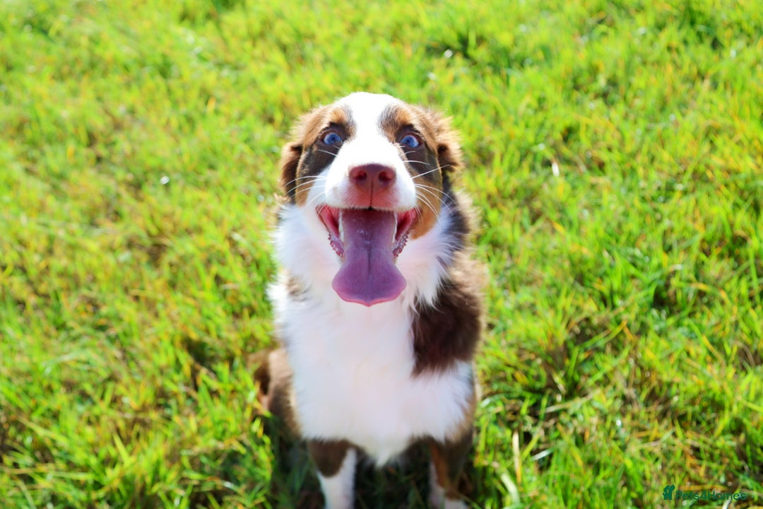 Australian Shepherd dogs for sale: Minature Australian Shepard 1 year old  - Image 3