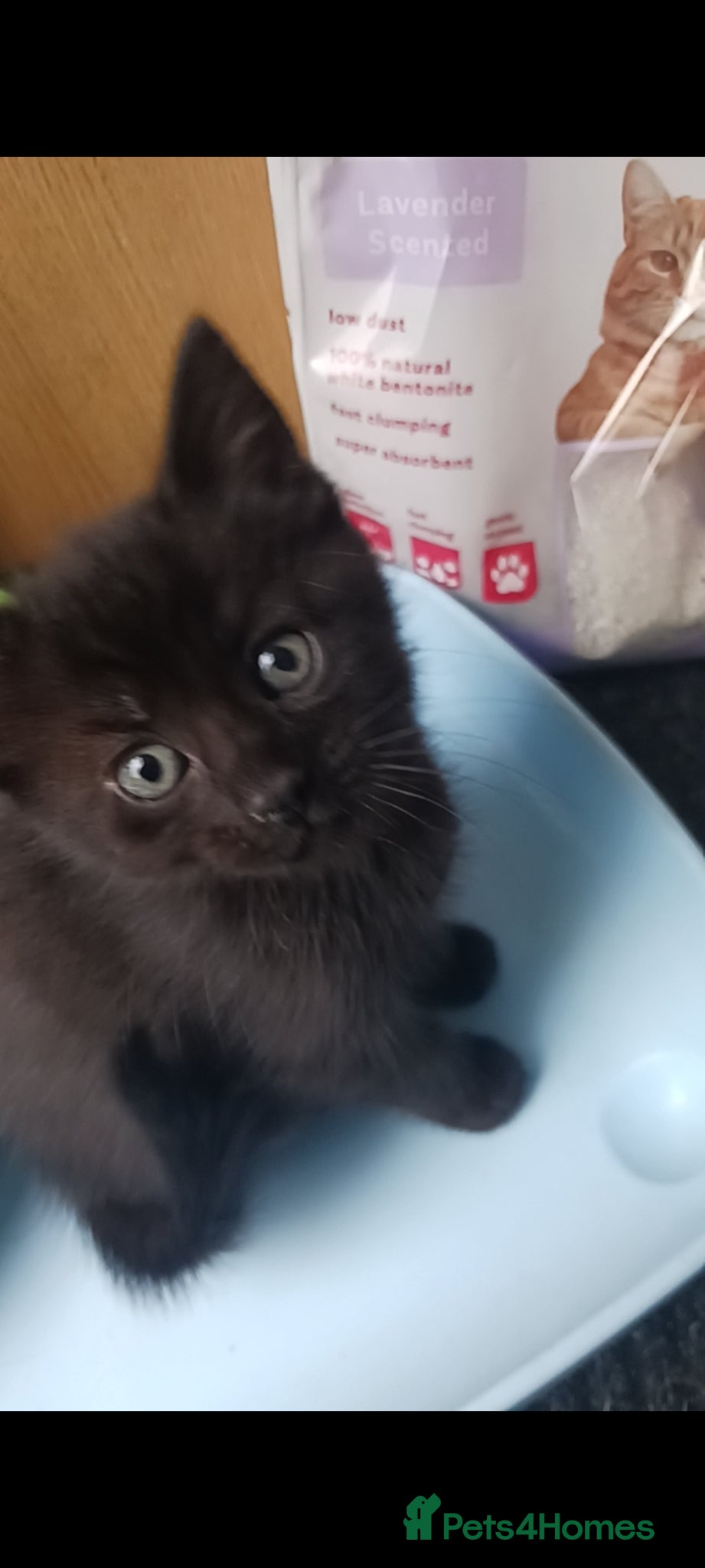 Mixed Breed cats for sale: Black fluffy kittens  - Advert 2