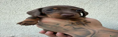 Miniature Dachshund 2