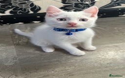 Mixed Breed cats for sale: White Gray and Ragdoll Kittens - Image 11