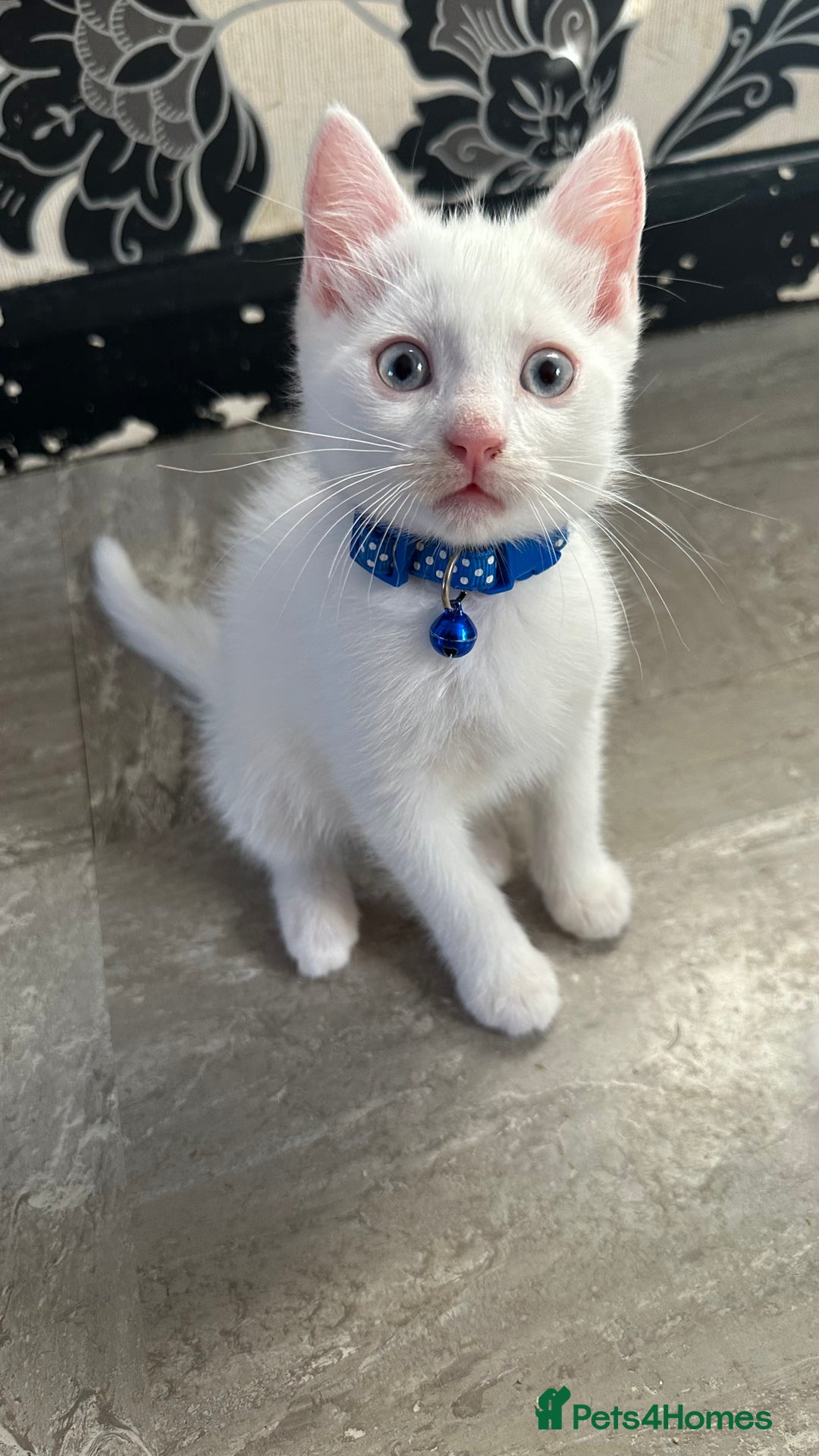 Mixed Breed cats for sale: White Gray and Ragdoll Kittens - Image 11