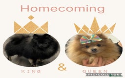 Pomeranian dogs for sale: Litter of pomeranians  - Image 8