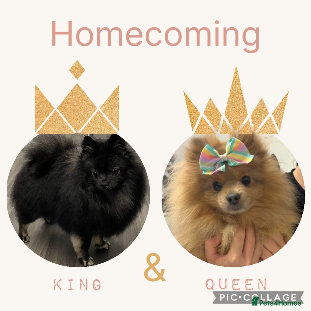 Pomeranian dogs for sale: Litter of pomeranians  - Image 8