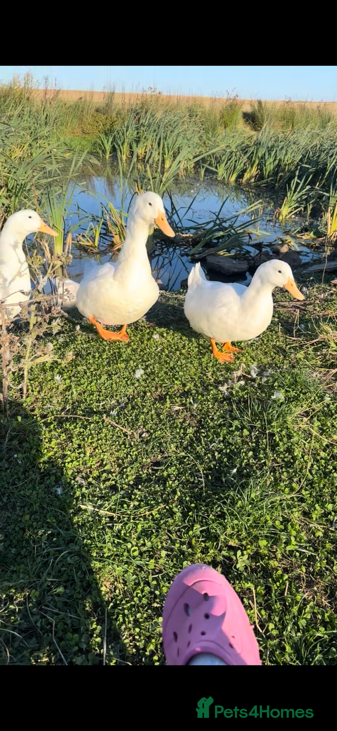 Ducks poultry for sale: 10 young female all American whites  - Image 5