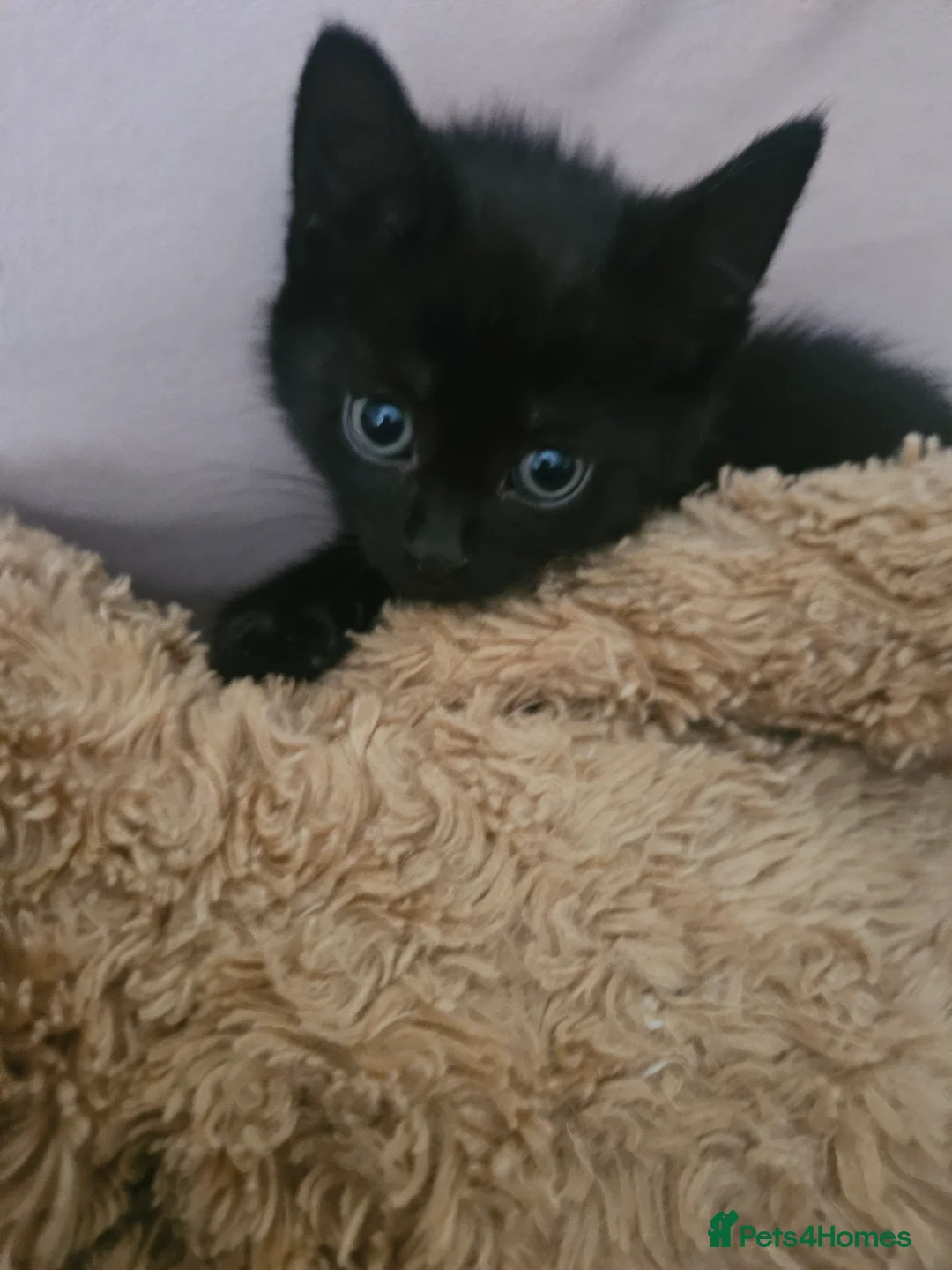 Mixed Breed cats for sale: Kittens - Advert 2