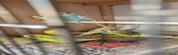 Budgerigars birds for sale: Beautiful baby budgies  in Oakham - Advert 3