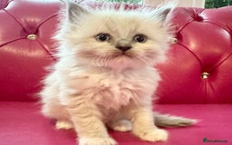 Ragdoll cats for sale: Ragdoll kittens blue point and mitted  - Image 6