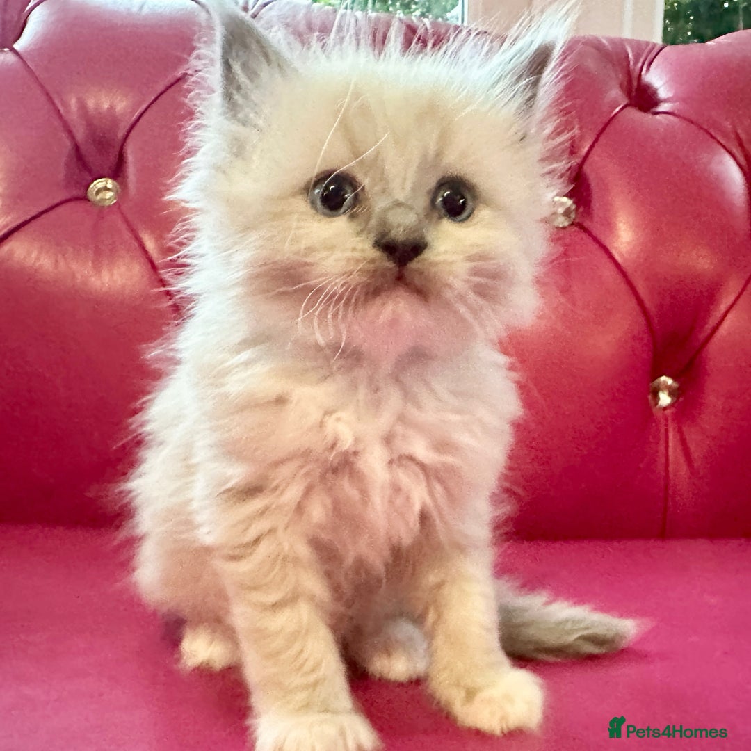 Ragdoll cats for sale: Ragdoll kittens blue point and mitted  - Image 6