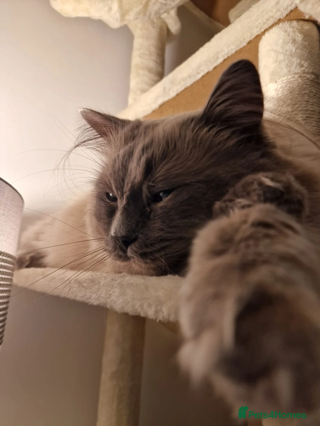 Ragdoll cats for sale: Ragdoll Male for Sale  - Advert 13